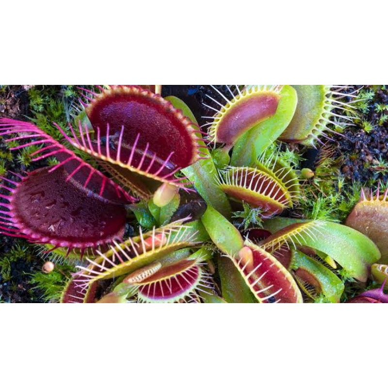 biji benih tanaman karnivora VFT venus fly trap dionaea