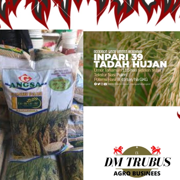 Benih Padi Inpari 39 Tadah Hujan ORIGINAL