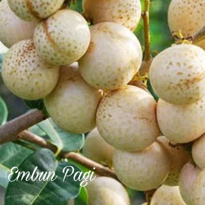 TERLARIS Bibit Buah Kelengkeng Matalada pernah berbuah batang besar