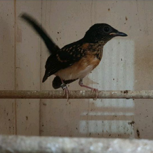 GROSIR Anakan Murai Batu Medan Trotol Jaminan Non gembung GAMBLING