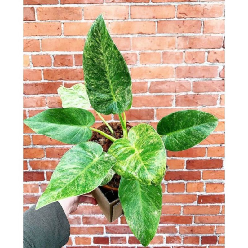 tanaman hias philodendron marbel - marbel varigata
