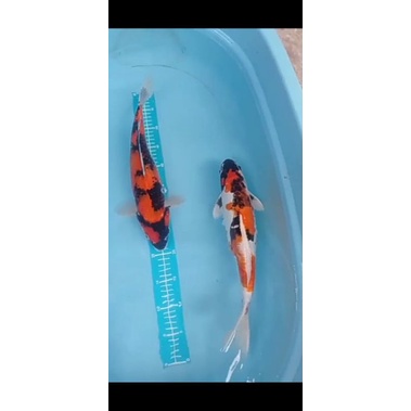 showa kin showa 40cm