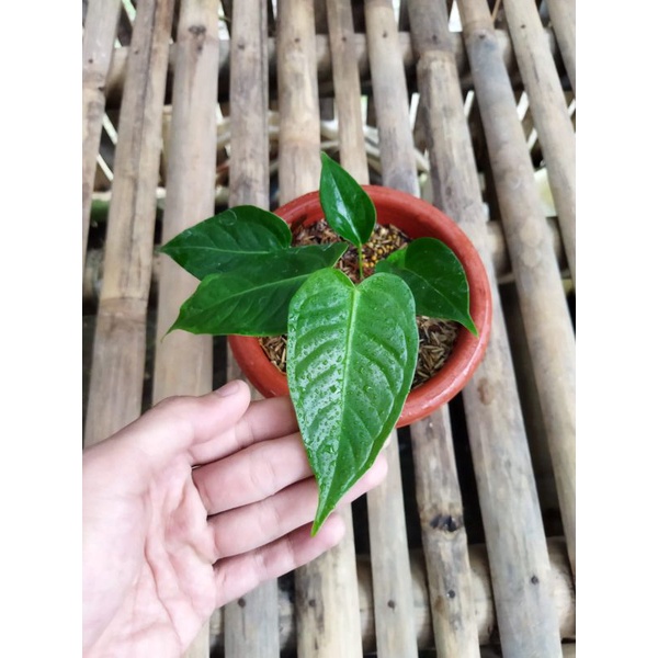 Anthurium vietchii king original