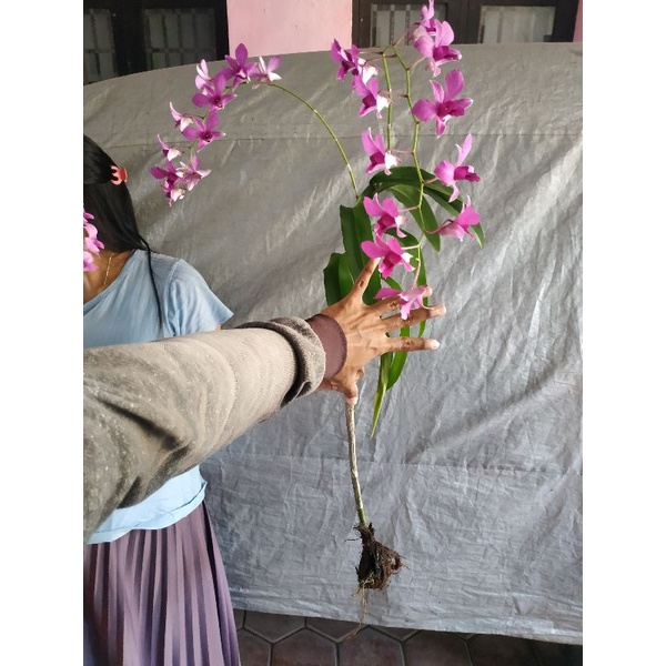 [BISA COD] ANGGREK BANTIMURUNG DEWASA