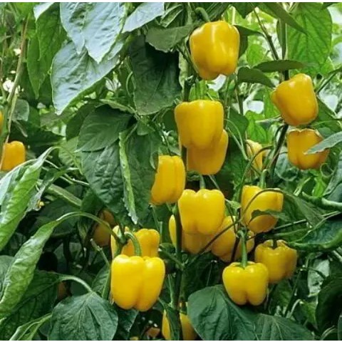 paket super hemat harga seribuan biji benih sayur selada paprika tomat bayam dll-paprika kuning 4