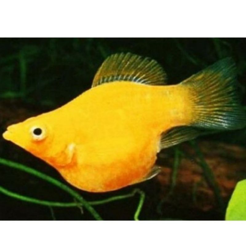 Ikan hias molly golden balon