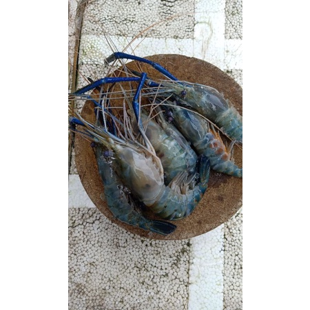 

UDANG GALAH GRADE B/BERTELUR UNDANG GALAH