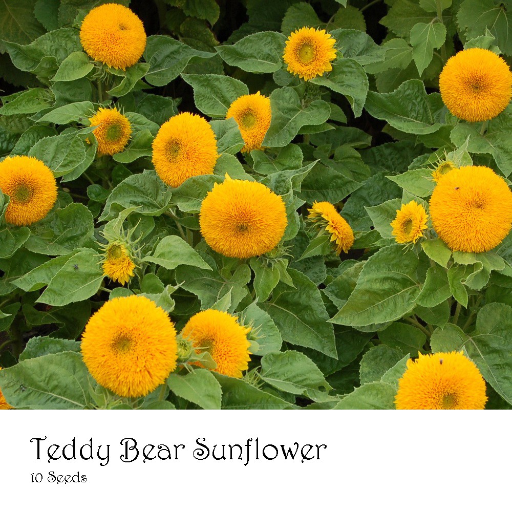 PlantaSeed - 10 Seeds - Teddy Bear Sunflower Biji Bunga - PAS0237