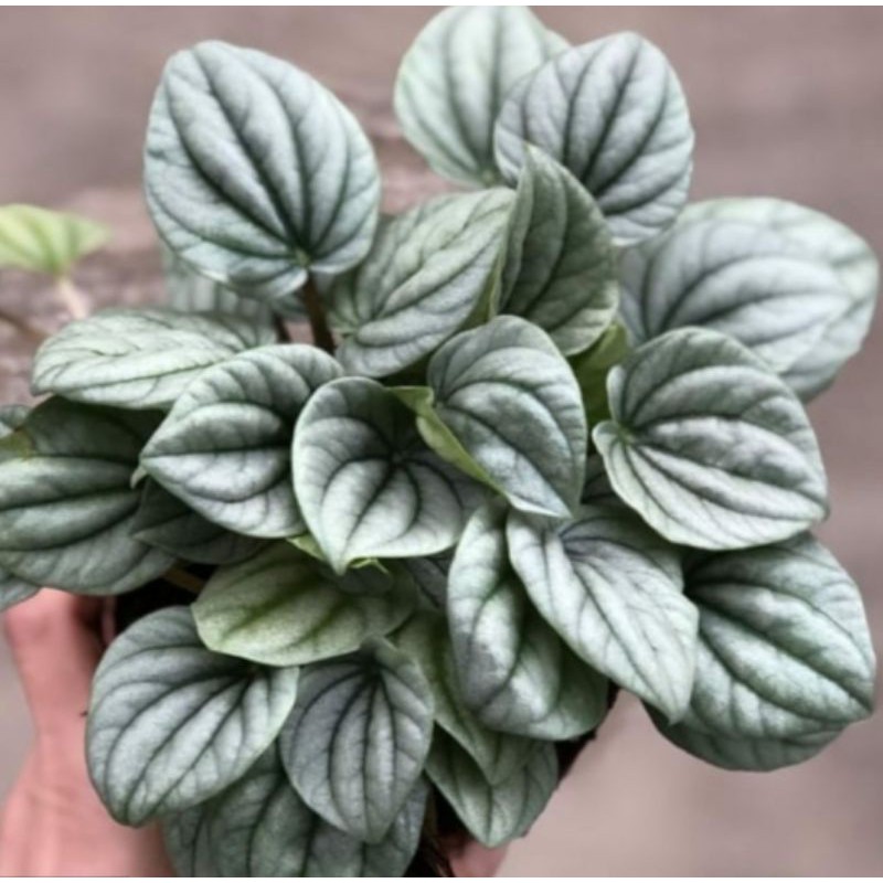 peperomia silver/peperomia caperata silver