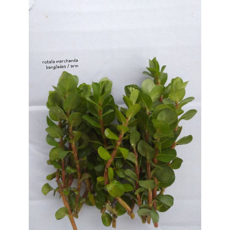 

rotala marcanda banglades