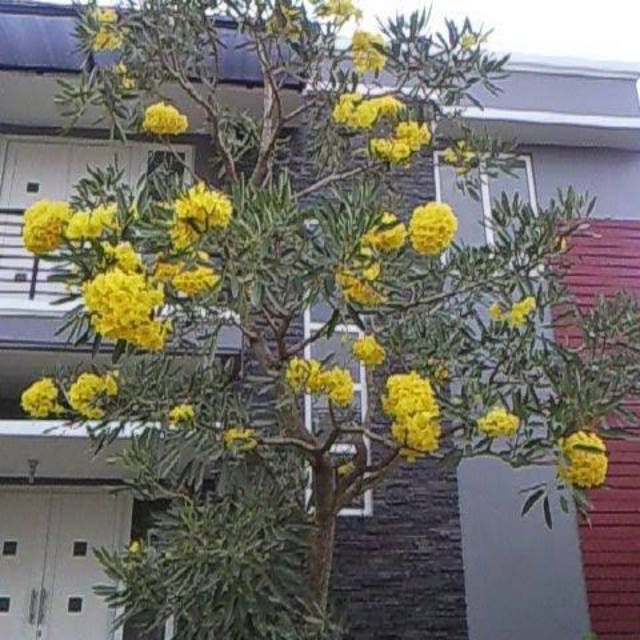 3 bibit pohon tabebuya