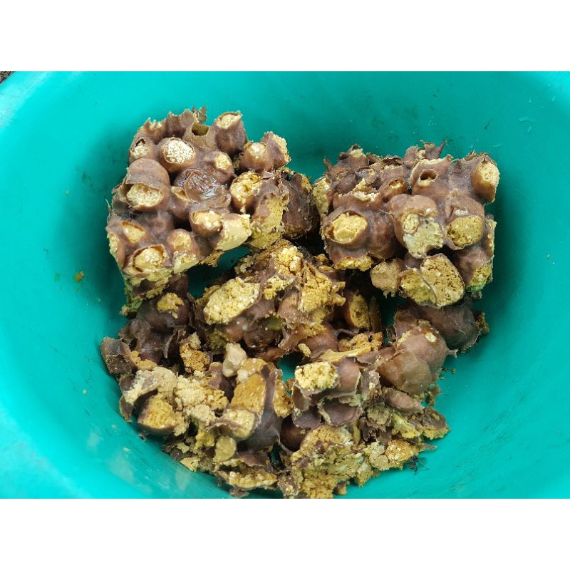 

Beepollen/Roti lebah kelulut klanceng Trigona Itama