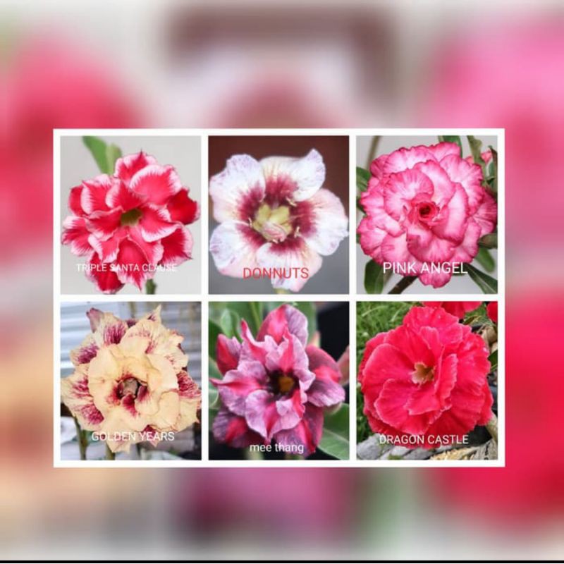 paket 6 bibit adenium bungga tumpuk - bibit adenium - adenium