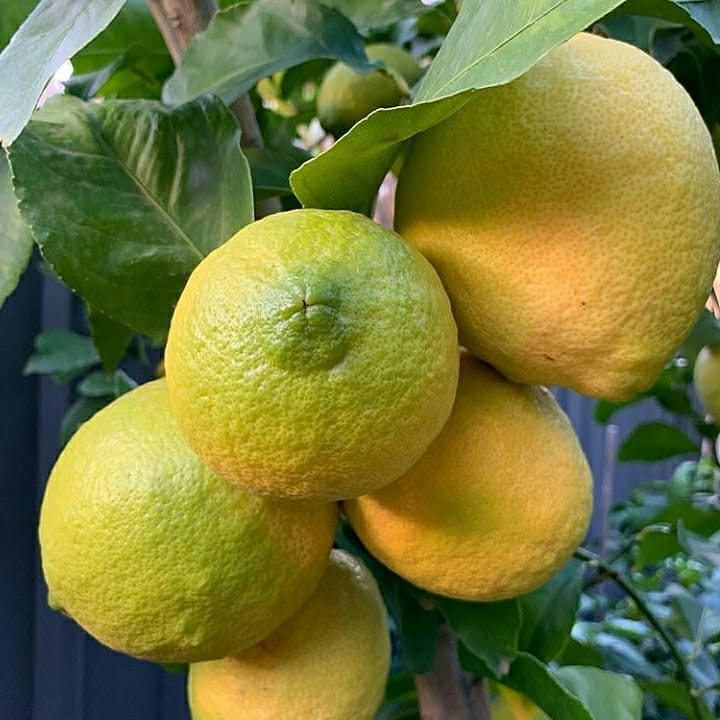 Bibit Lemon California Jeruk Lemon California