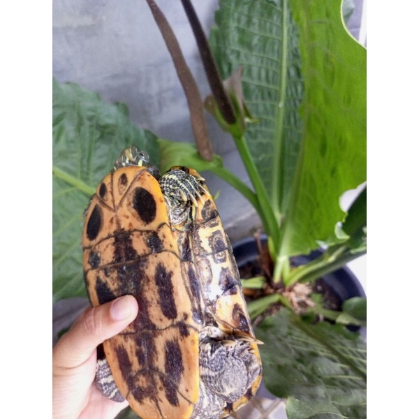 Kura-kura brazil indukan (hanya via gojek/grab)