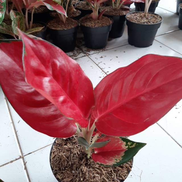 Aglonema suksom jaipong culture