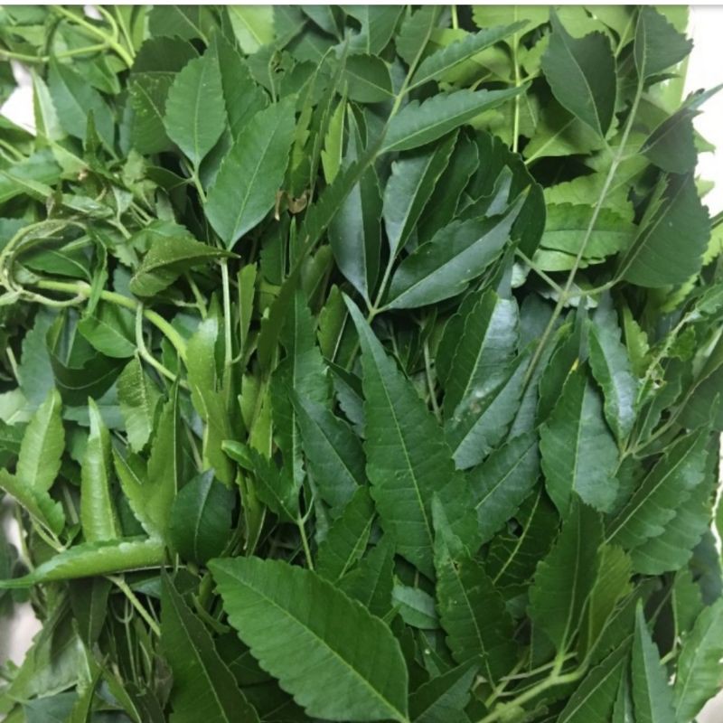 

daun mindi segar 1kg