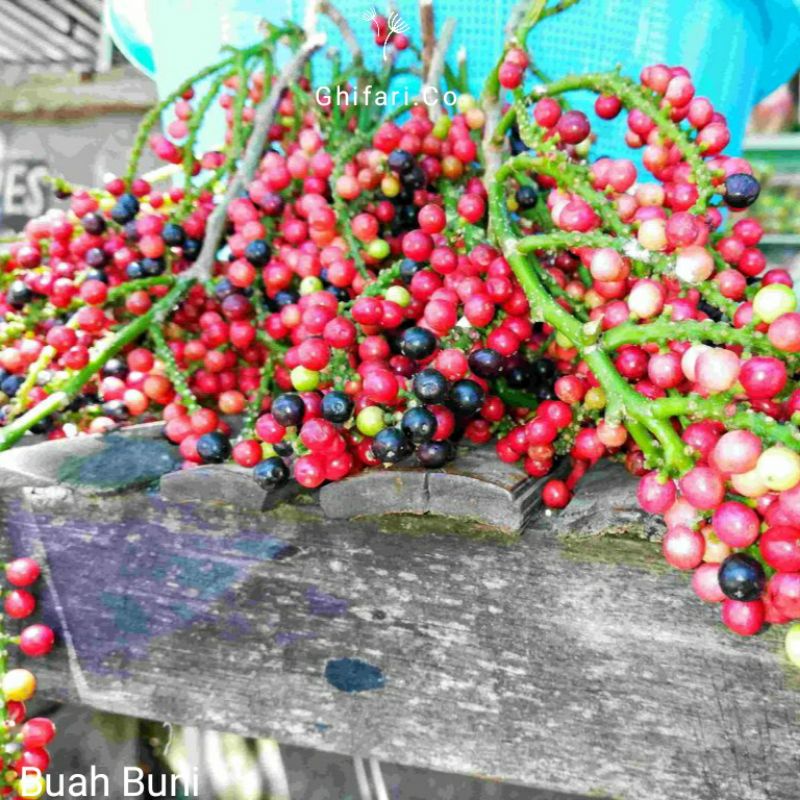 Buah Buni / Huni Segar TERMURAH