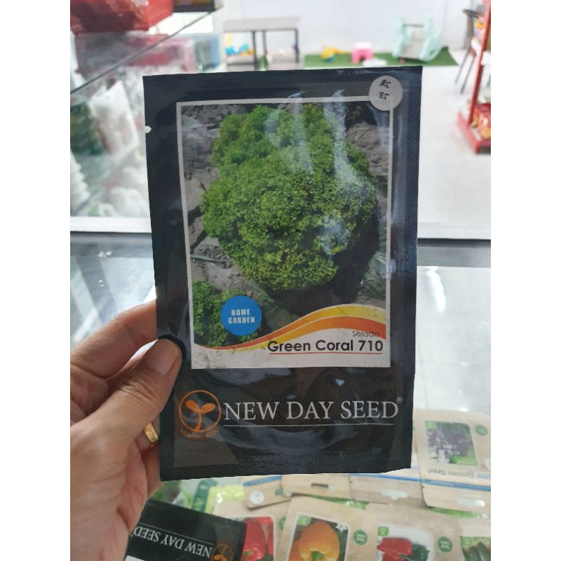 BENIH BIBIT SELADA GREEN CORAL NEW DAY SEED