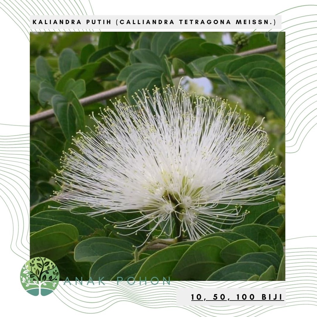 Benih Bibit Biji - KALIANDRA PUTIH untuk Pakan Ternak &amp; Penghasil Madu Seeds