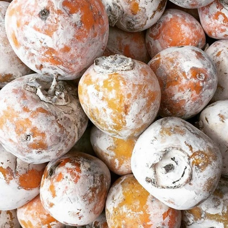 Bibit Kesemek_bibit tanaman kesemek_bibit buah_buah kesemek_bibit tanaman