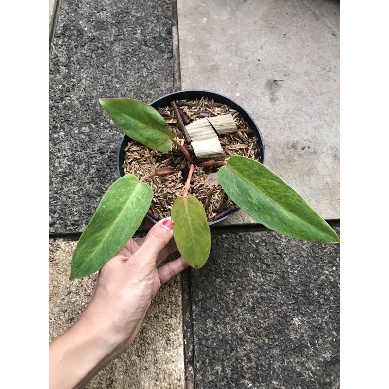 philodendron painted lady