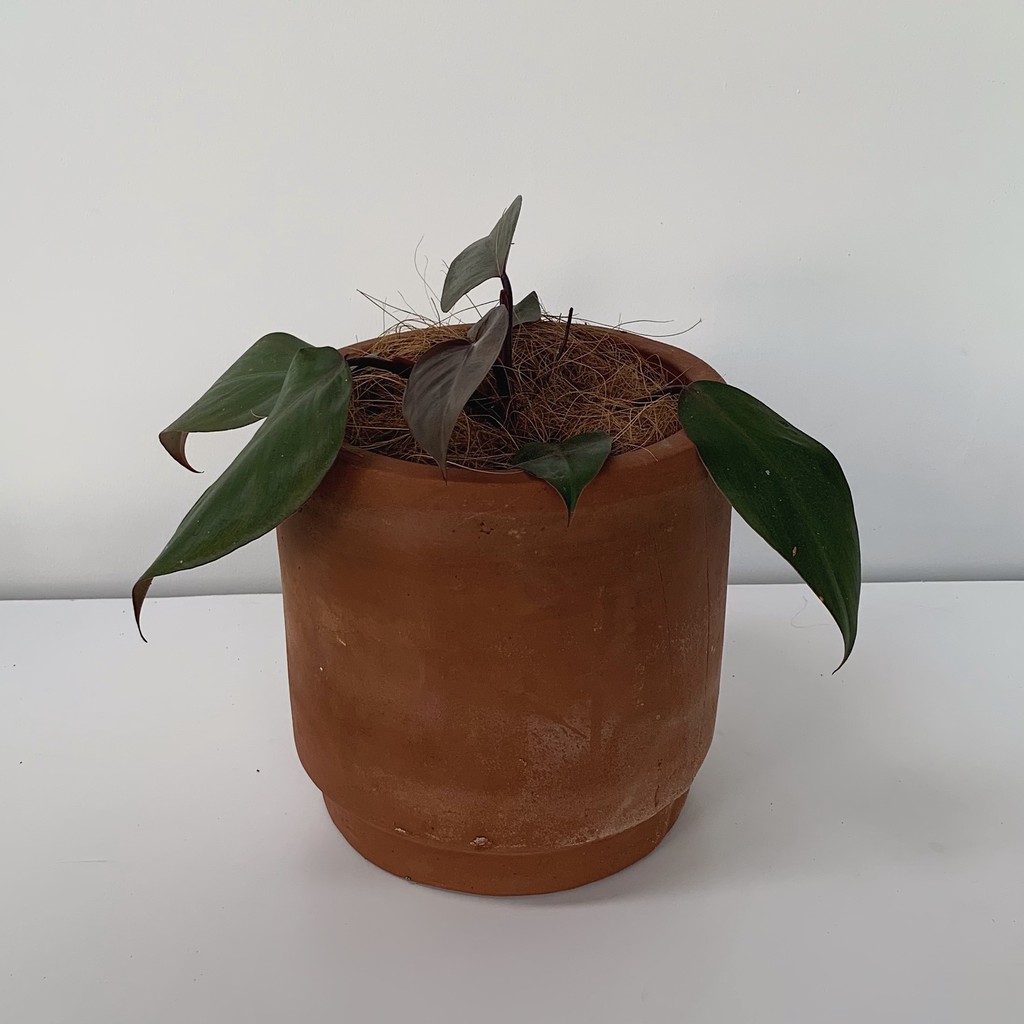 Tanaman Philodendron Congo Rojo