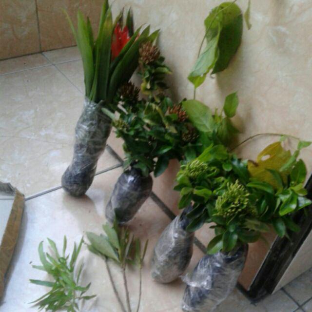 Tanaman Hias Soka Jambon Bunga Putih