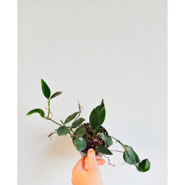 scindapsus treubii dark form scindapsus treubii black