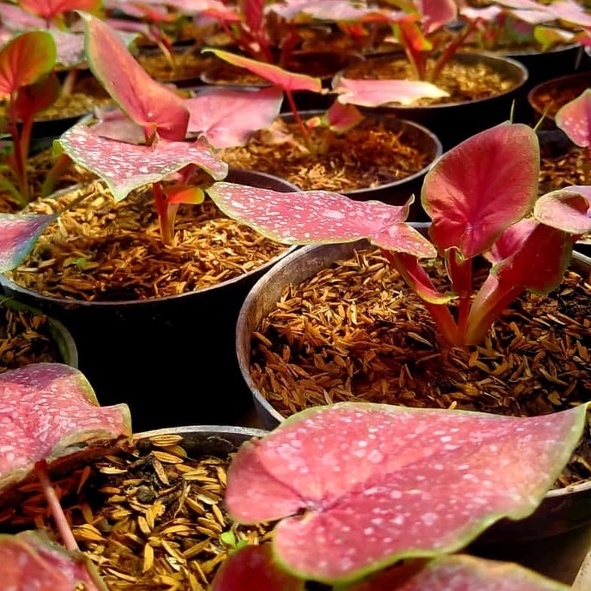 RED JAGUAR CALADIUM