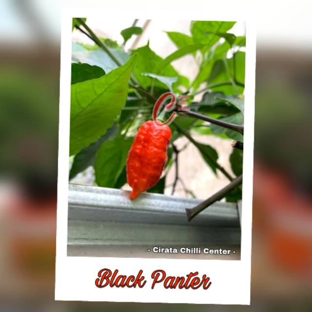 

Biji / Buah BLACK PANTER