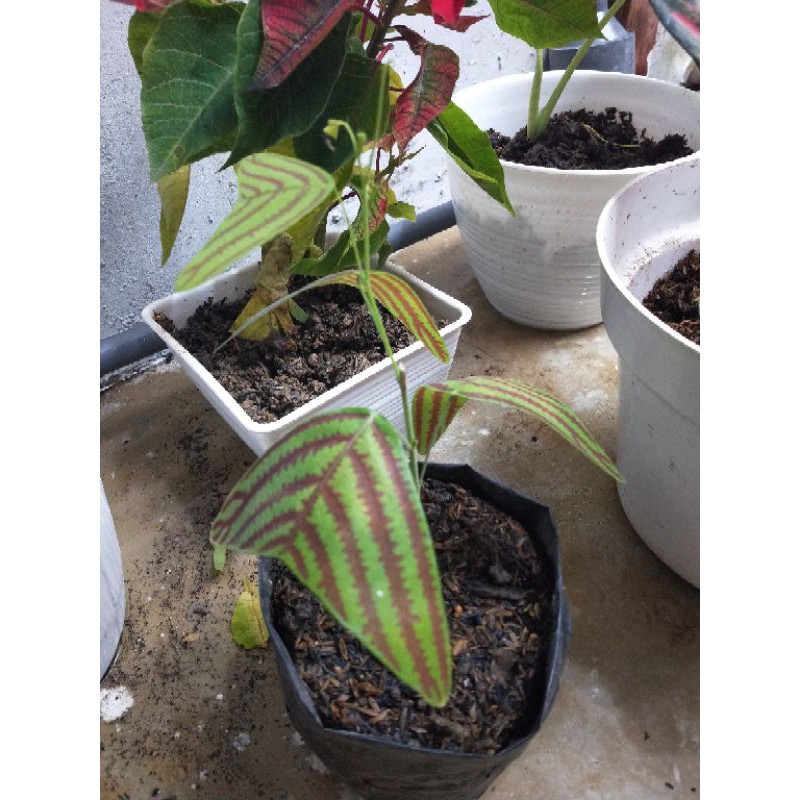 tanaman hias bunga oxalis kupu kupu hijau