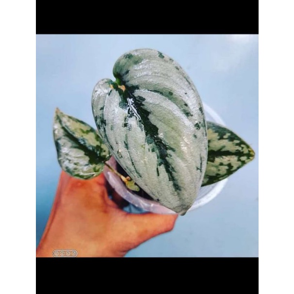 scindapsus silver hero