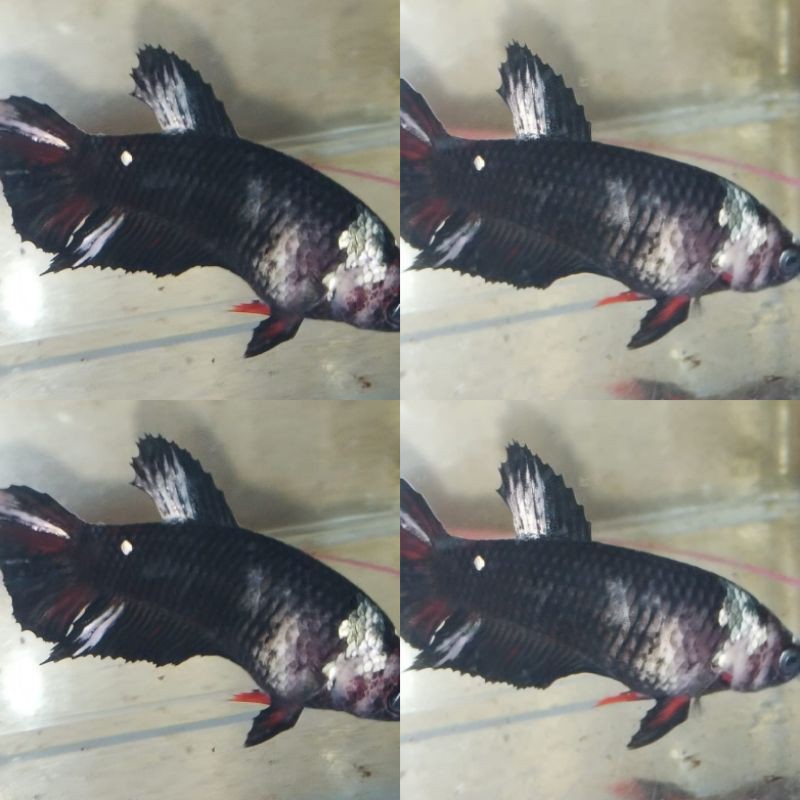 CRAZY DEAL  Female AVC gordon gold siap breed