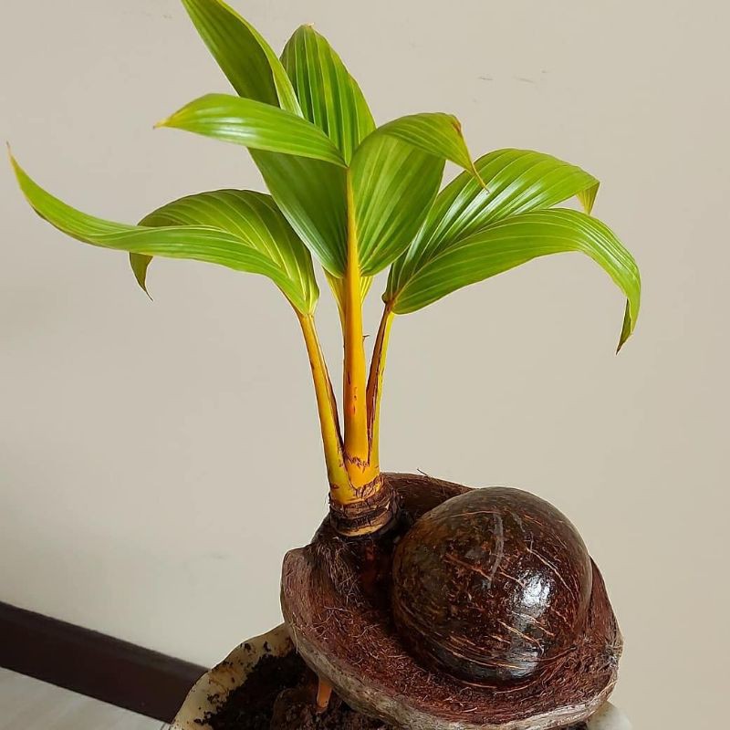 Tanaman Hias Bonsai Kelapa Kuning Unik.