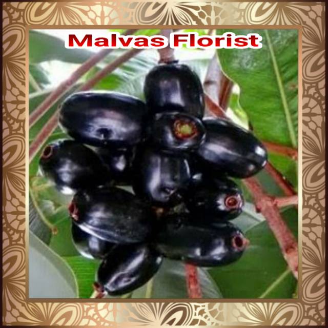 Tanaman buah - bibit duwet