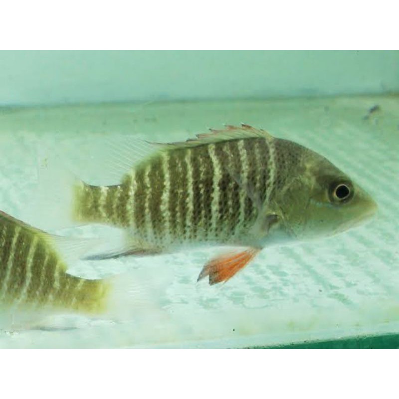

mangrove jack / kakap bakau