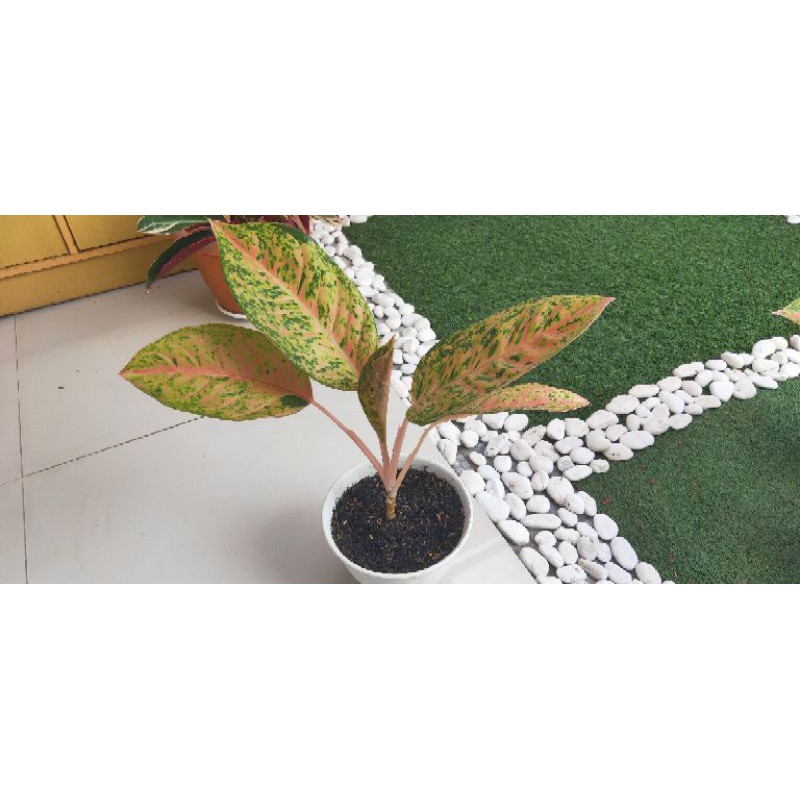 Aglaonema Big Roy Indukan