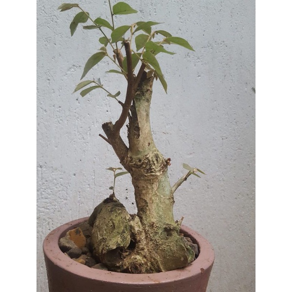 BAHAN BONSAI WALIKUKUN MEDIUM BERKARAKTER HASIL DONGKELAN (REALPICT)