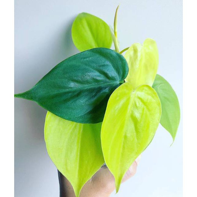 Tanaman hias philodendron lemon lime