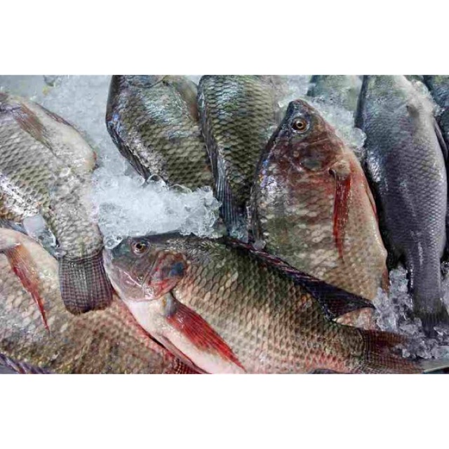 

[ Seafood ] Ikan Mujair Kemasan 1 Kg