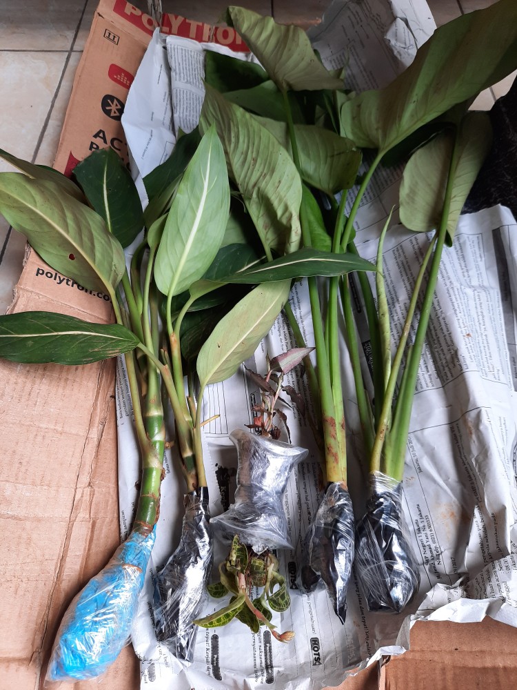 Tanaman Hias Homalema Hijau Serat Putih