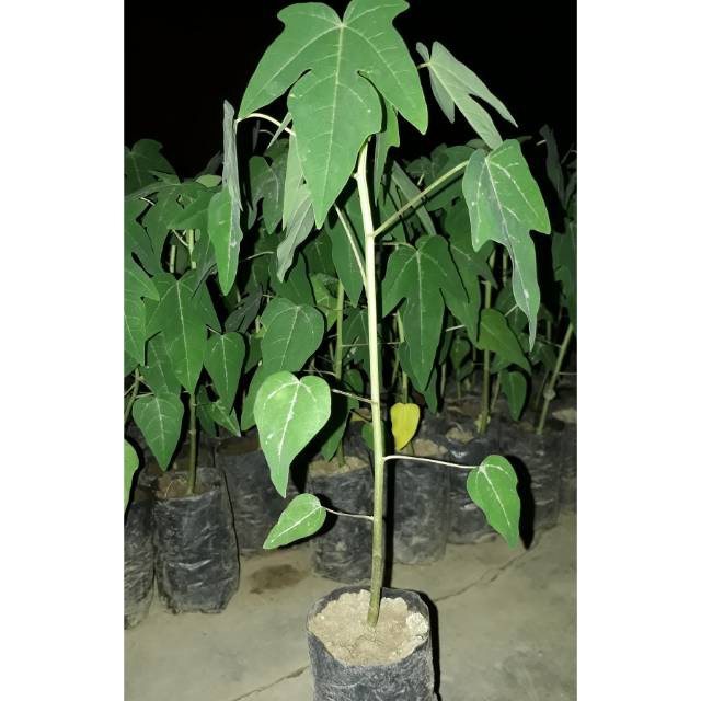 Bibit tanaman buah pepaya kates california