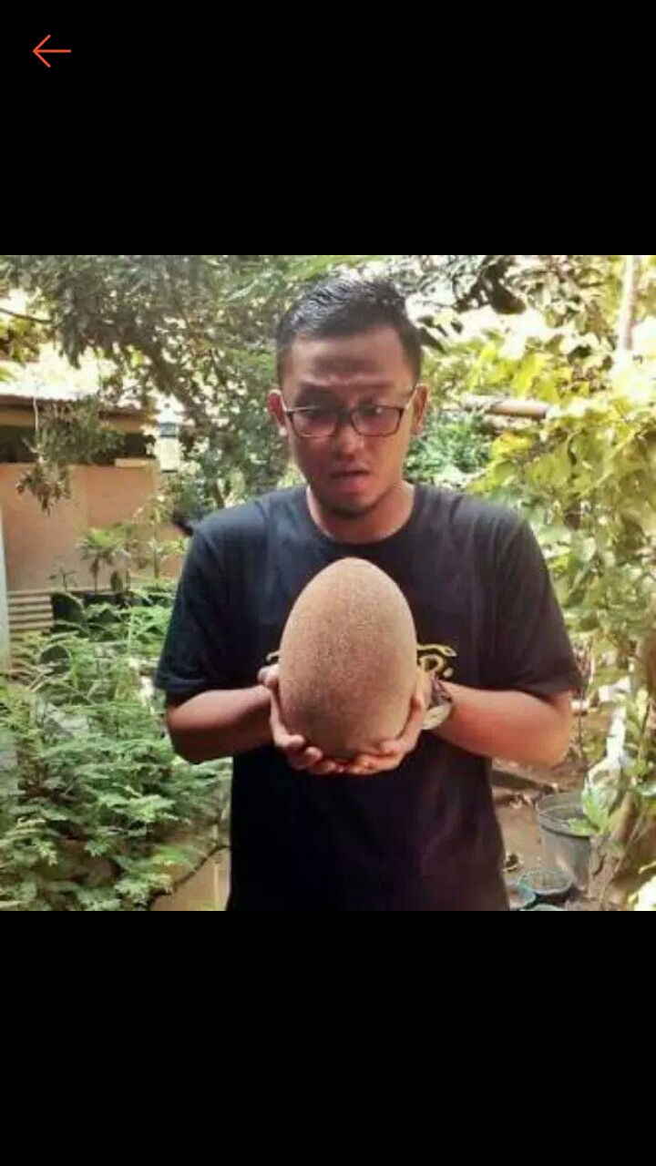 Bibit Sawo Jumbo  Berbunga