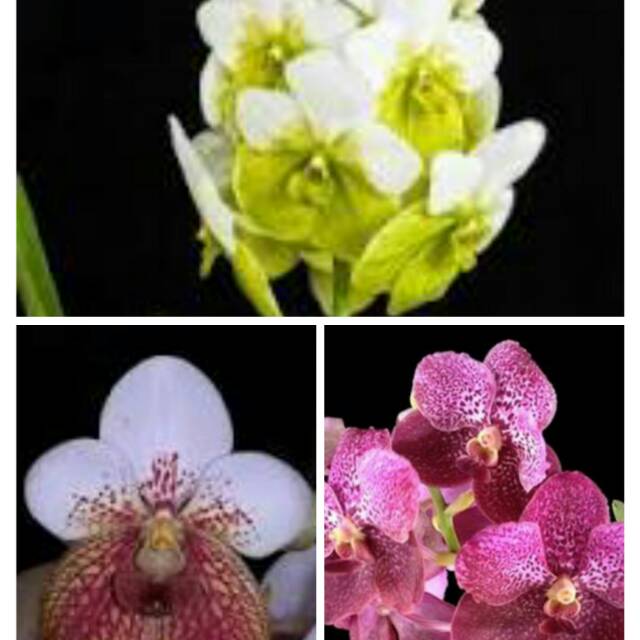 Remaja anggrek vanda