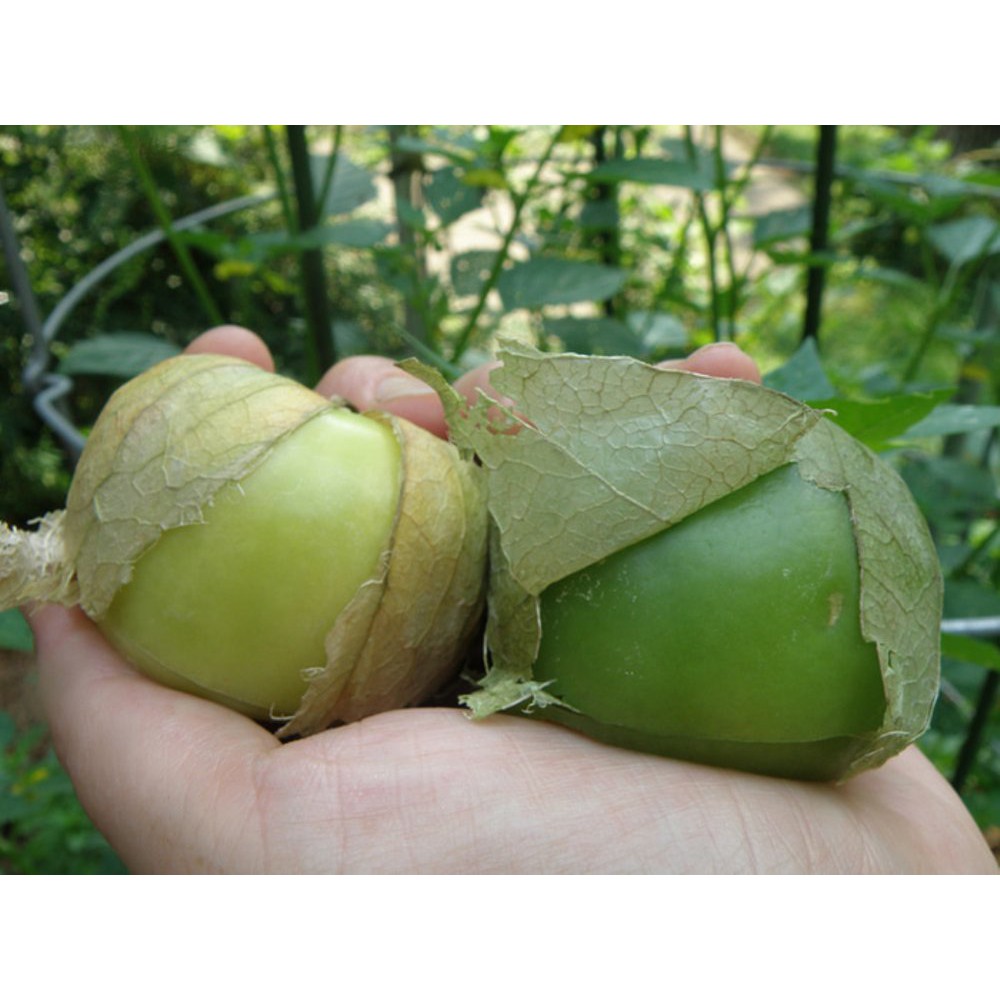 Benih Ciplukan Jumbo