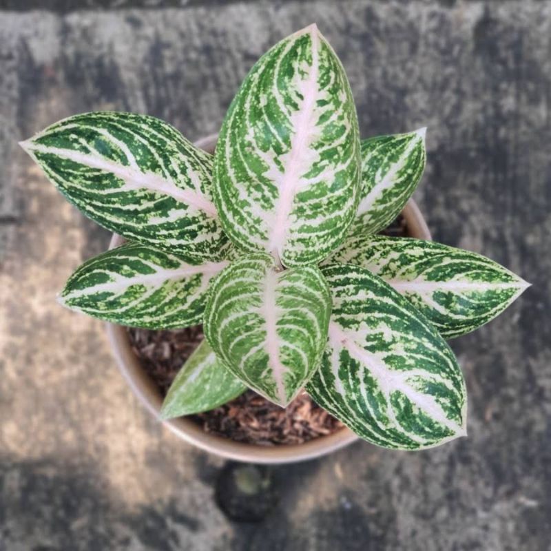 bibit bonggol aglonema WIDURI PUTIH