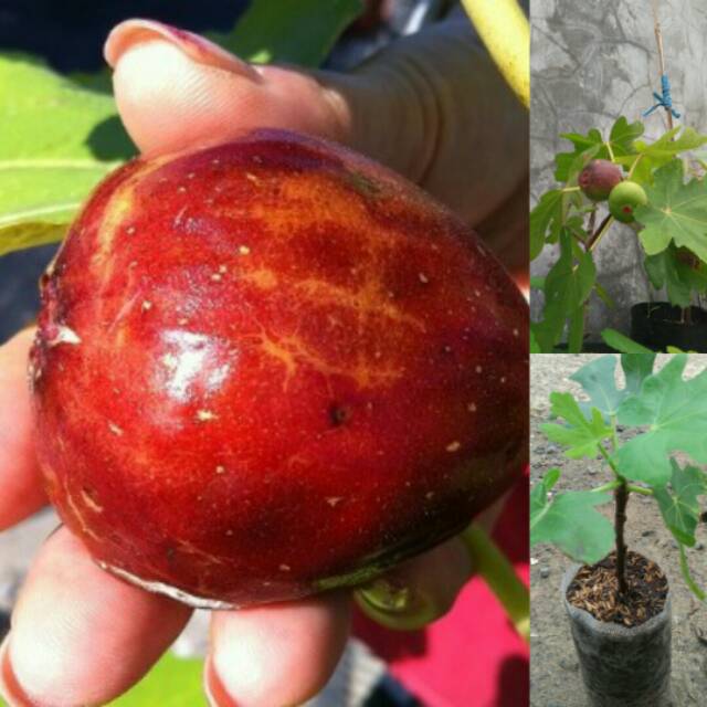 BiBit Buah Tin Matsui Dauphine