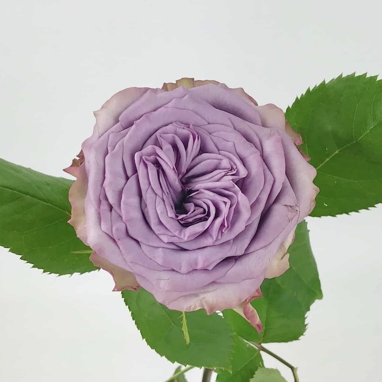 Mawar Dolcetto / Mawar import murah (wangi)