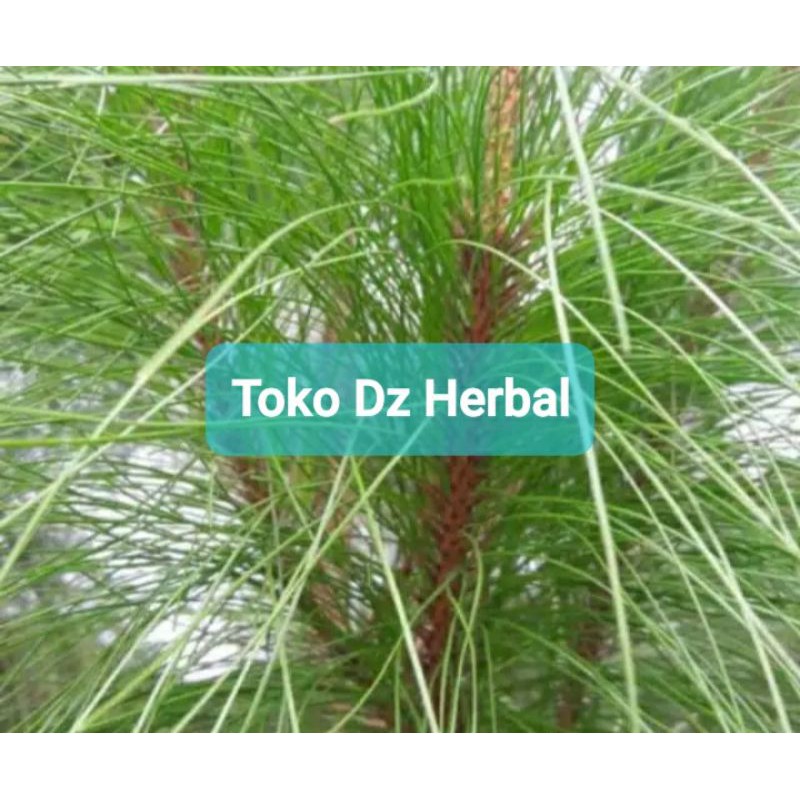 

Daun pinus segar paket hemat 500 gram